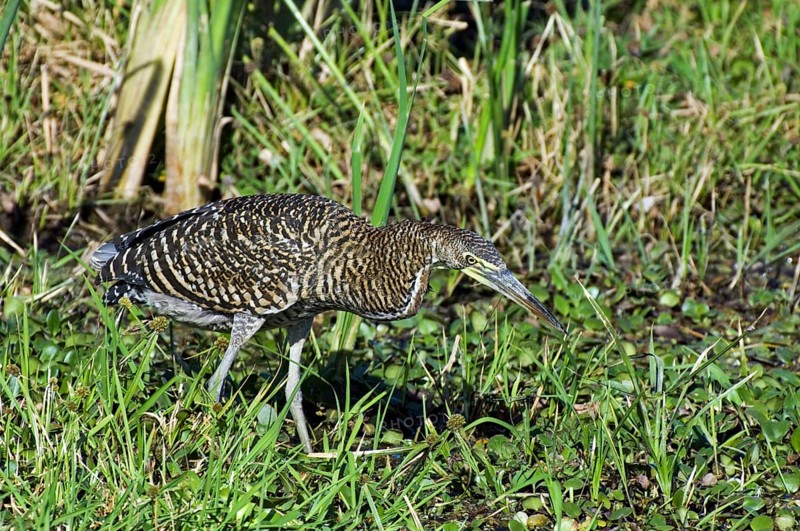 Bare-throated tiger heron (Tigrisoma mexicanum) stalking prey in swamp, Central America