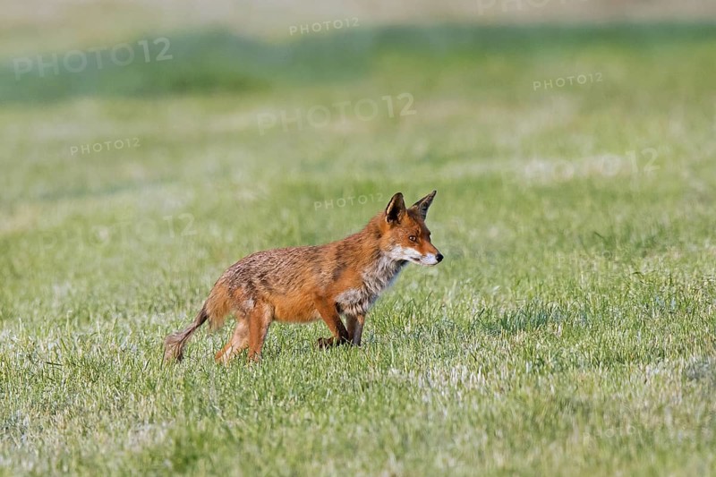 Red fox (Vulpes vulpes) showing early stage of mange infection caused by parasitic mites, hunting in freshly mowed meadow, cut grassland in summer