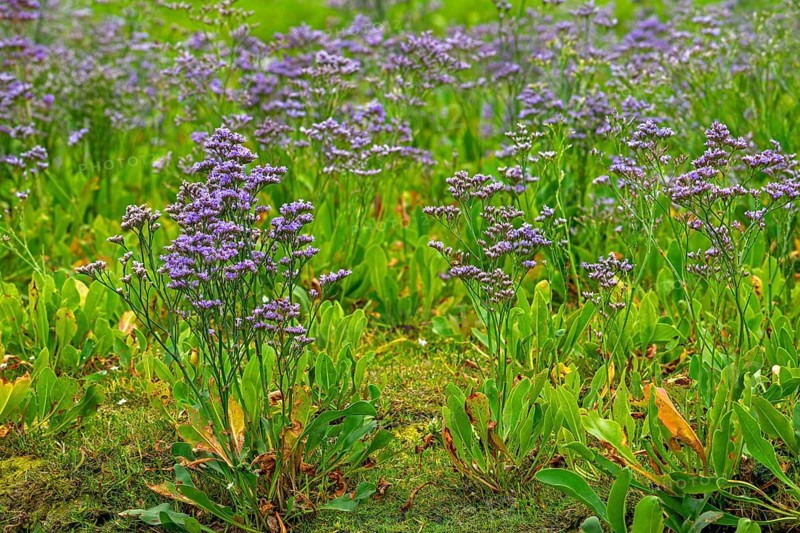 Common sea-lavender (Limonium vulgare) in flower in saltmarsh, salt marsh along the North Sea coast in summer