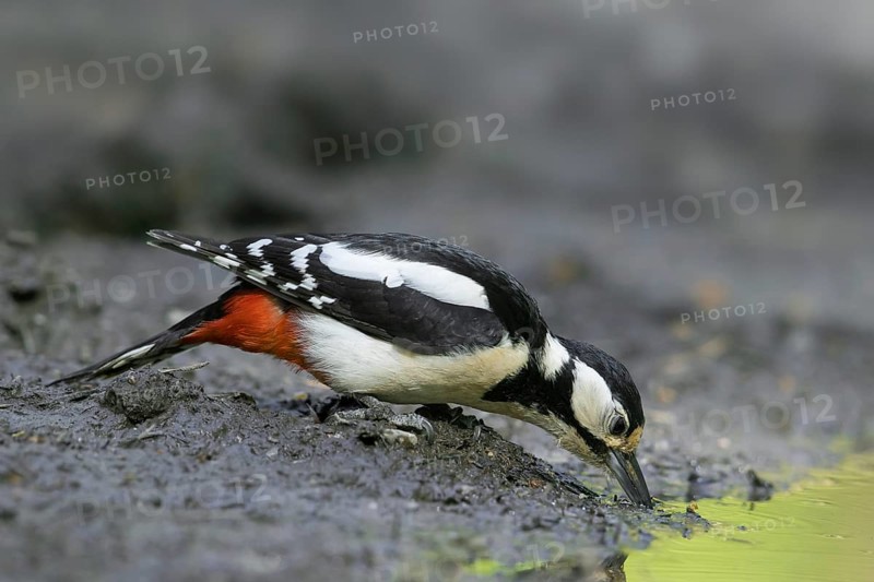 Great spotted woodpecker, greater spotted woodpecker (Dendrocopos major) female on muddy shore drinking water from pond, puddle