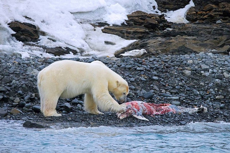 Solitary polar bear (Ursus maritimus) eating from beached dolphin carcass along the Svalbard coast in summer, Spitsbergen, Norway, Europe