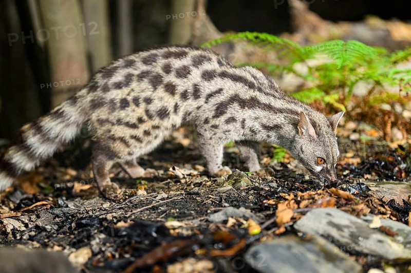 Common genet (Genetta genetta), wildlife in a forest, Montseny National Park, Catalonia, Spain, Europe