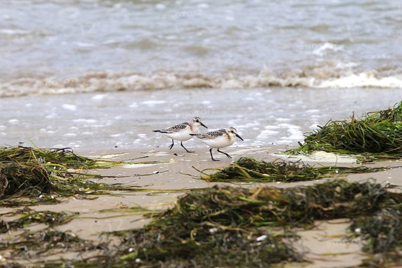 Sanderling Limikole, Usedom, September, Mecklenburg-Western Pomerania, Germany, Europe