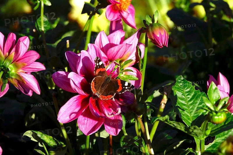 Admiral (Vanessa atalanta) on a dahlia, October, Germany, Europe