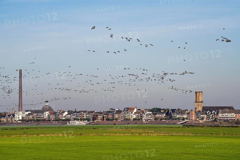 Skyline of Emmerich, on the Lower Rhine, pastures on the left bank of the Rhine, cows, flock of birds, geese, North Rhine-Westphalia, Germany, Europe