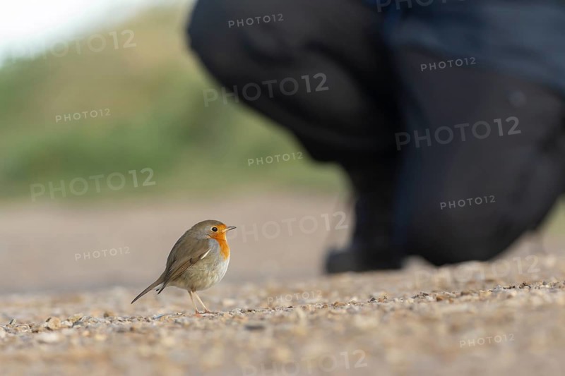 European robin (Erithacus rubecula) adult bird on a footbath close to a person, Norfolk, England, United Kingdom, Europe