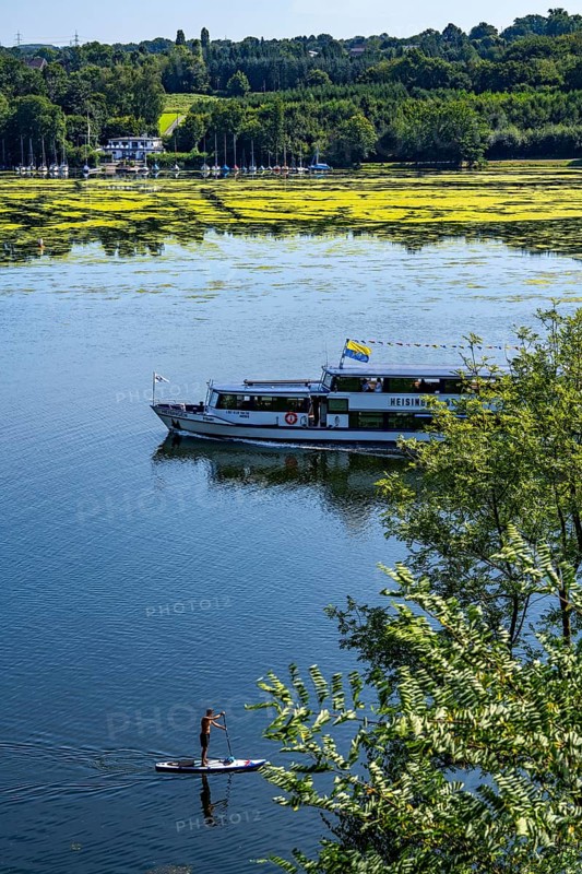 Green carpet of plants on Lake Baldeney in Essen, proliferating aquatic plant Elodea, waterweed, an invasive species, the fast-growing aquatic plant proliferates on large parts of the Ruhr reservoir, increased water temperatures accelerate growth, leisure boat traffic is severely impaired, White Fleet passenger ship, the navigation channel is kept clear, Essen, North Rhine-Westphalia, Germany, Europe