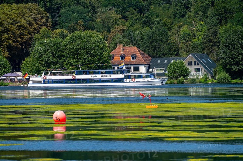 Green carpet of plants on Lake Baldeney in Essen, proliferating aquatic plant Elodea, waterweed, an invasive species, the fast-growing aquatic plant proliferates on large parts of the Ruhr reservoir, increased water temperatures accelerate growth, leisure boat traffic is severely impaired, White Fleet passenger ship, the navigation channel is kept clear, Essen, North Rhine-Westphalia, Germany, Europe