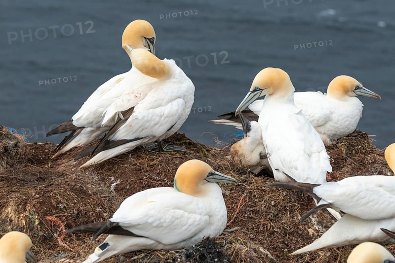Breeding gannets (Morus bassanus) colony on the red sandstone cliffs of the offshore island of Heligoland, feeding a young bird, plumage, beak, cliff edge, nest, seabirds, North Sea, Pinneberg district, Heligoland, Schleswig-Holstein, Germany, Europe