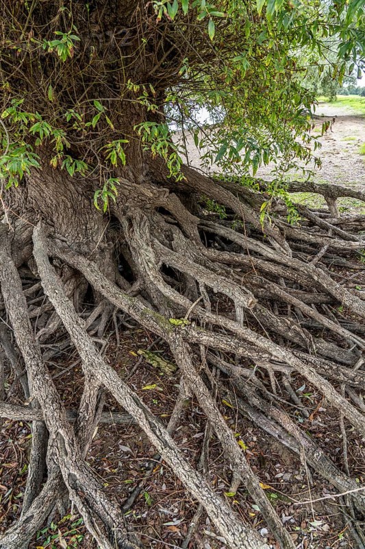 Rhine bank near Duisburg-Baerl, old silver willow, exposed roots, North Rhine-Westphalia, Germany, Europe