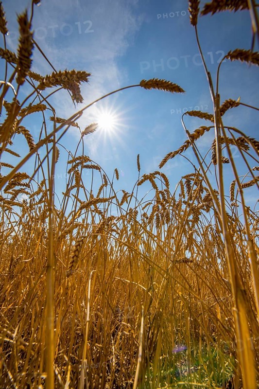Wheat field, dried up and only low grown, due to the summer drought, drought, in East Westphalia Lippe, North Rhine-Westphalia, summer 2018
