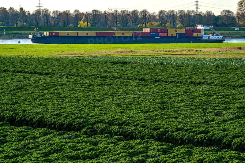 Kale field, growing area in the south of Düsseldorf, Volmerswerth district, cargo ship on the Rhine, North Rhine-Westphalia, Germany, Europe