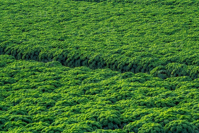 Kale field, growing area in the south of Düsseldorf, Volmerswerth district, on the Rhine, North Rhine-Westphalia, Germany, Europe
