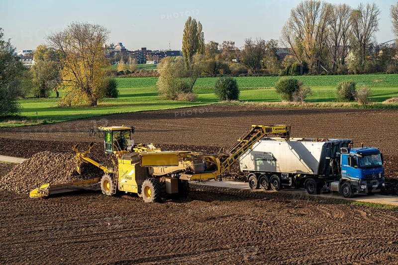 Sugar beet harvest, loading the harvested beet onto a lorry with a self-propelled cleaning loader for sugar beet, Neuss, North Rhine-Westphalia, Germany, Europe