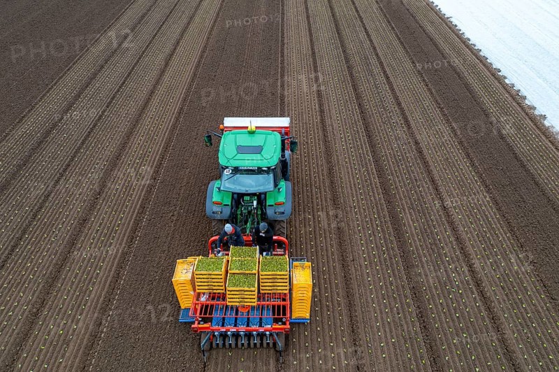 Lettuce plants are planted with a planting machine, Agriculture, Spring
