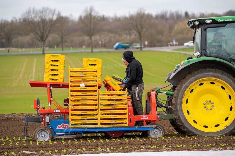 Lettuce plants, in press pots, they are planted in a field with a planting machine, agriculture, spring