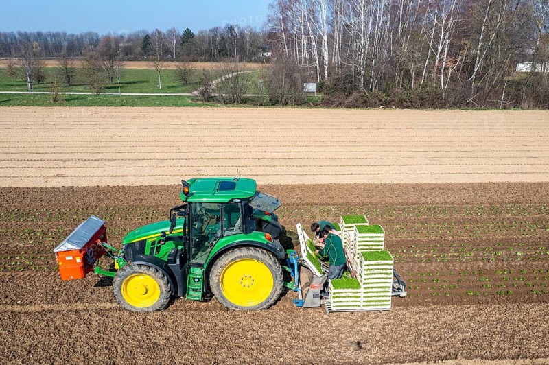 Agriculture, herb gardening, parsley is planted in rows in a field with a planting machine