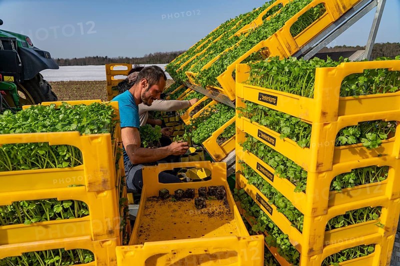 Vegetable cultivation, celery plants are planted in the field with a planting machine, Niederkrüchten, North Rhine-Westphalia, Germany, Europe