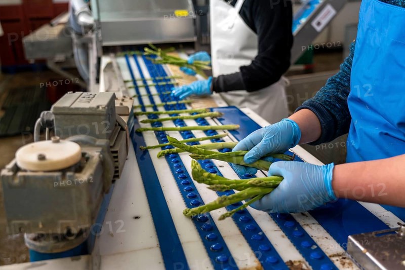 Asparagus farm, green asparagus is washed, cut and sorted by quality after harvesting, near Dormagen, Rhineland, North Rhine-Westphalia, Germany, Europe