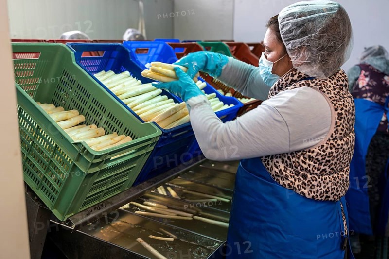 Asparagus farm, white asparagus is washed, cut and sorted by quality after harvesting, near Dormagen, Rhineland, North Rhine-Westphalia, Germany, Europe