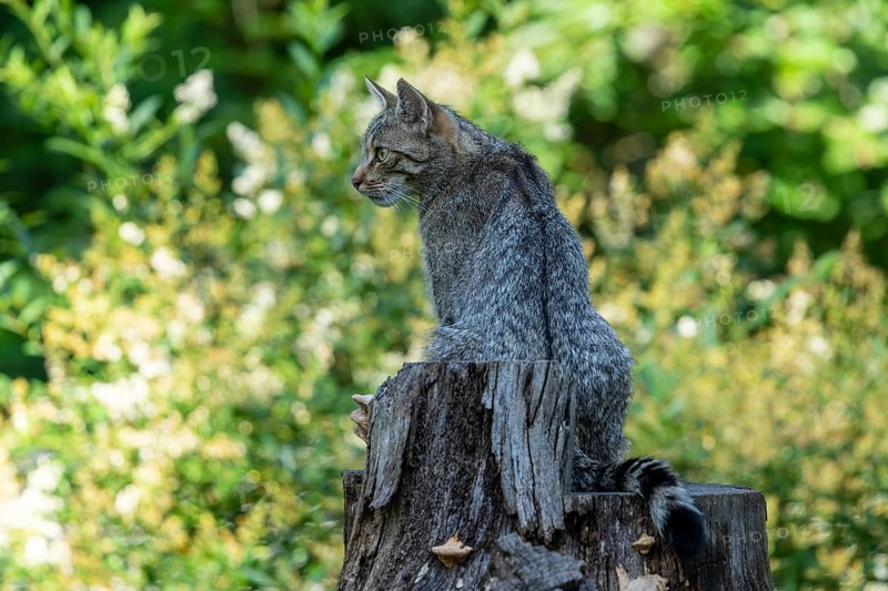 A grey wildcat sitting on a tree stump in the forest, wildcat (Felis silvestris), kittens, Germany, Europe