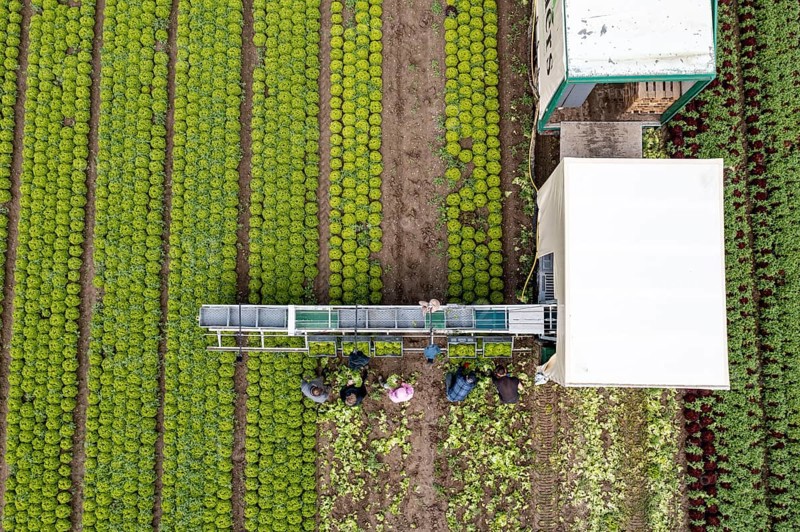 Harvesting Lollo Bianco lettuce, harvest workers cut off the lettuce heads, clean them and put them in boxes, they are washed in the trailer and packed for the customers, North Rhine-Westphalia, Germany, Europe
