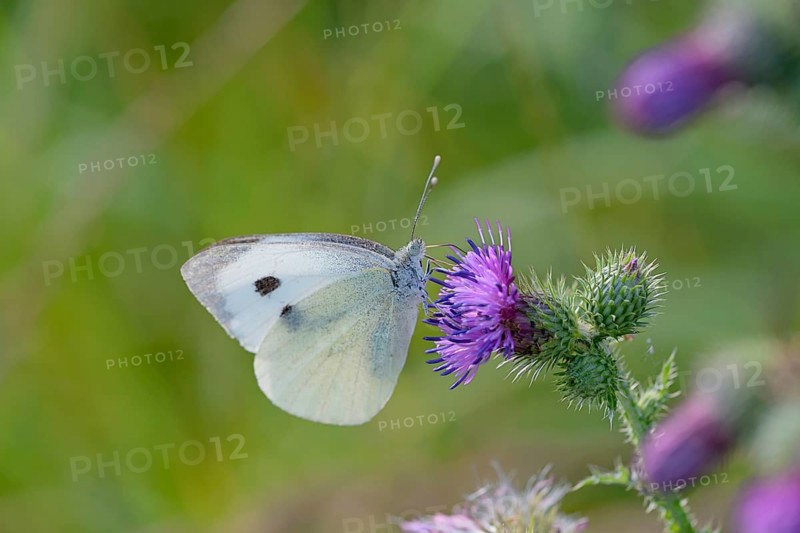 Butterfly, white butterfly (Pieridae), butterfly sitting on a flower of thistle (Cirsium vulgare), North Rhine-Westphalia, Germany, Europe
