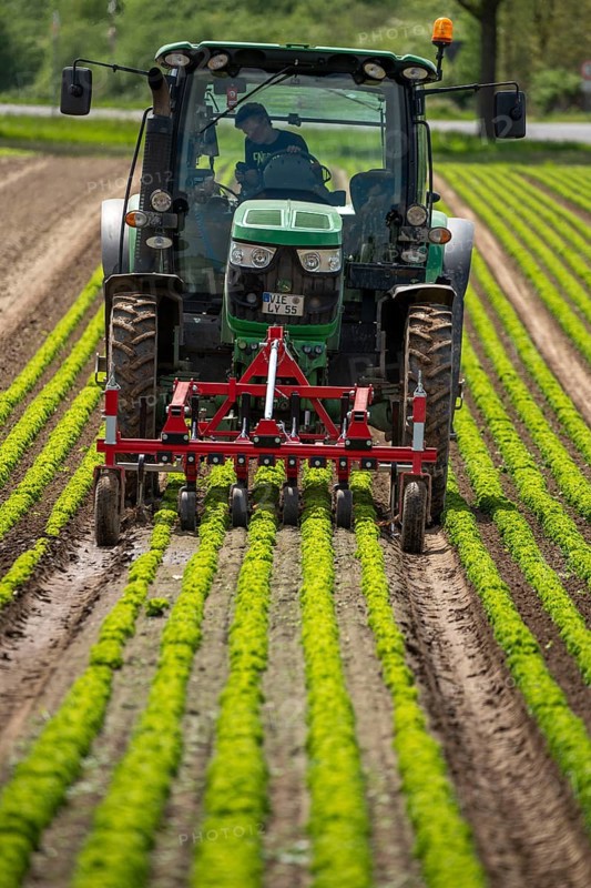 Agriculture, lettuce growing in a field, Lollo Bionda and Lollo Rossa, in long rows of plants, working the field with a finger hoe that mechanically removes the weeds between the plants, North Rhine-Westphalia, Germany, Europe