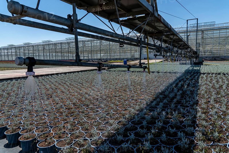 Horticultural business, irrigation with a sprinkler system, mobile on wheels in the open air, various types of potted plants grow here to be sold in flower shops, supermarkets, DIY stores, garden centres, North Rhine-Westphalia, Germany, Europe
