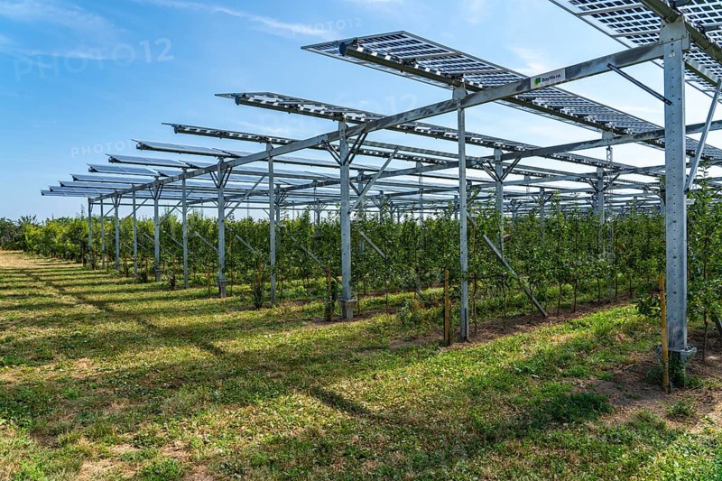 Agri-photovoltaic test plant, an apple orchard with two different systems of PV modules was roofed over 3000 square metres, rain and sunlight comes through, at the same time protection against hail and heavy rain, next to it are the same trees but without a solar roof, as a comparison object, how the PV roof affects the trees and harvest, the field test is accompanied by the Fraunhofer Institute for Solar Energy Systems ISE, in Grafschaft-Gelsdorf, Rhineland-Palatinate, Germany, Europe