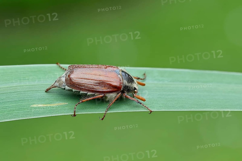 Wood cockchafer (Melolontha hippocastani), male, walking on a leaf of a broad-leaved bulrush (Typha latifolia), Wilnsdorf, North Rhine-Westphalia, Germany, Europe
