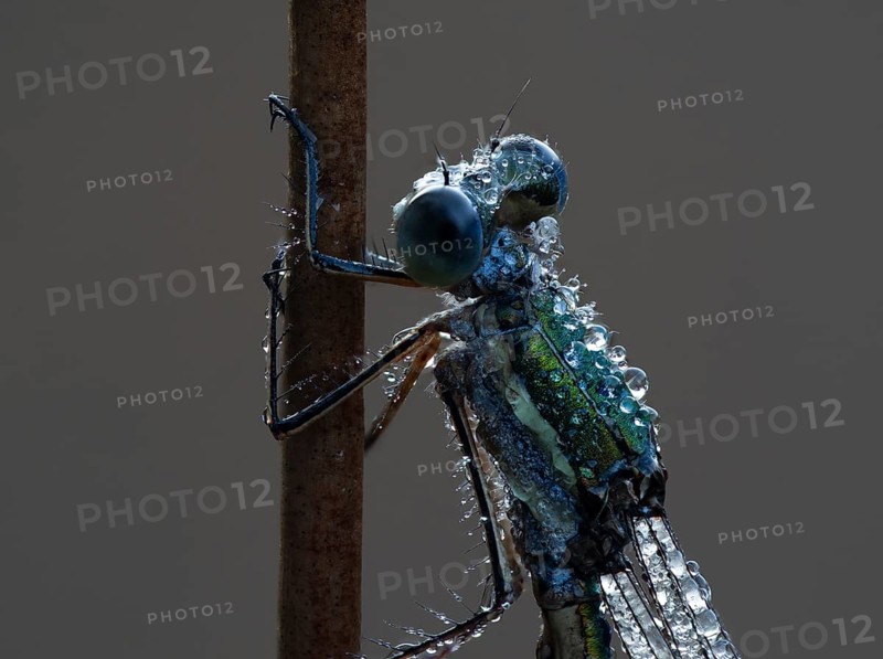 Emerald Damselfly (Lestes sponsa) sits on a rush stalk, the first rays of sunlight dry the wings, which are wetted by the morning dew, North Rhine-Westphalia, Germany, Europe