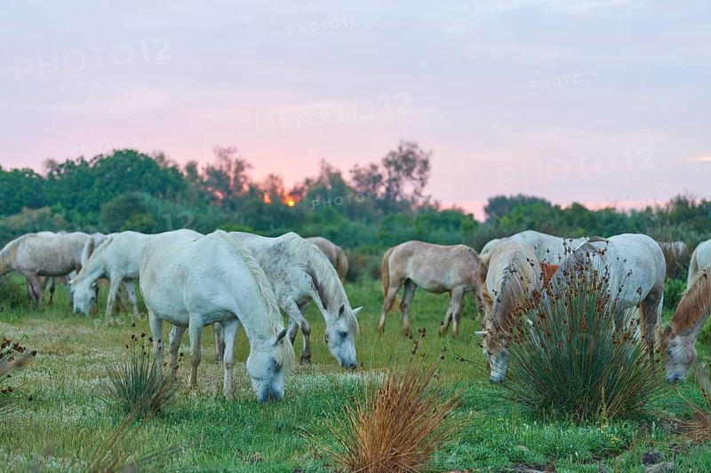 A herd of white Camargue horses in a wide meadow under a soft pink evening sky, Camargue, France, Europe