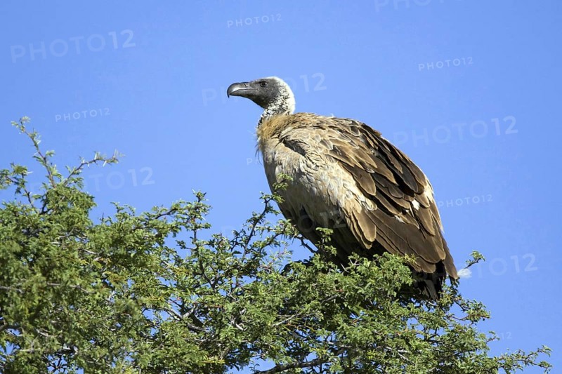White-backed vulture, (Gyps africanus), resting in the morning Kalahari Gemsbok NP, South Africa, blue sky, perch, Africa