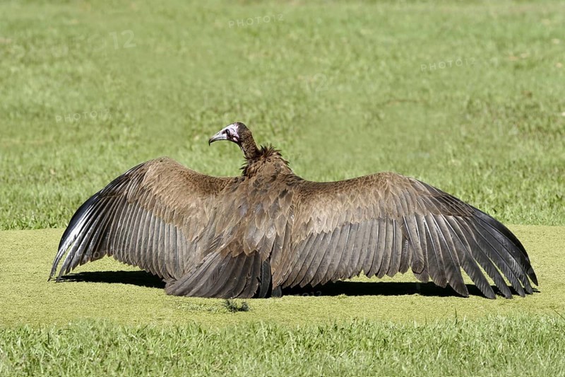 Black-capped vulture, (Necrosyrtes monachu), sunbathing on the golf course, Gambia West Africa, Gambia, Africa