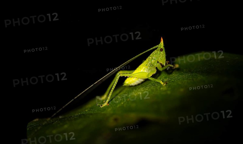 Green locust with horn, night, Costa Rica, Central America