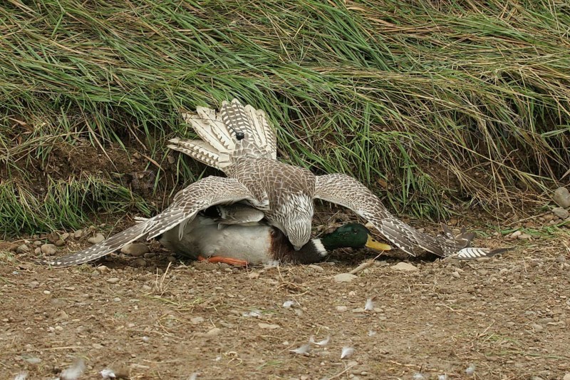 Gerfalcon Saker Falcon (Falco rusticolus, Falco cherrug) young hybrid mating bird with mallard drake (Anas platyrhynchos) Allgäu, Bavaria, Germany, Allgäu, Bavaria, Germany, Europe