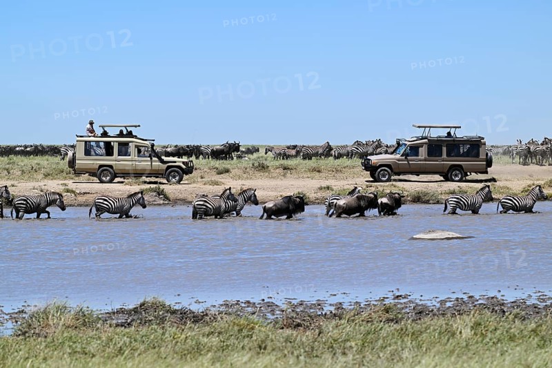 Tourists watching migration of zebras (Equus burchelli) and blue wildebeests (Connochaetes taurinus) from jeep safari, Serengeti National Park, Tanzania, Africa