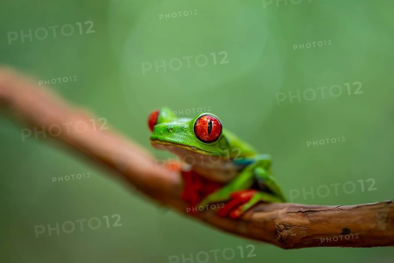 Red-eyed tree frog (Agalychnis callidryas), sitting on a branch, Heredia province, Costa Rica, Central America