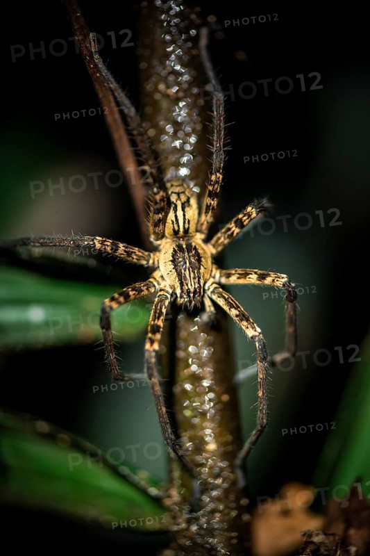 Getazi comb spider or Getazi banana spider (Cupiennius tazi), adult male sitting on a branch at night, at night in the tropical rainforest, Refugio Nacional de Vida Silvestre Mixto Bosque Alegre, Alajuela province, Costa Rica, Central America