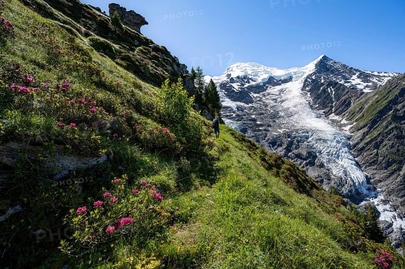 Mountaineer between alpine roses on a hiking trail, impressive mountain landscape with glacier, view of glacier Glacier de Taconnaz, hike La Jonction, Chamonix, Haute-Savoie, France, Europe