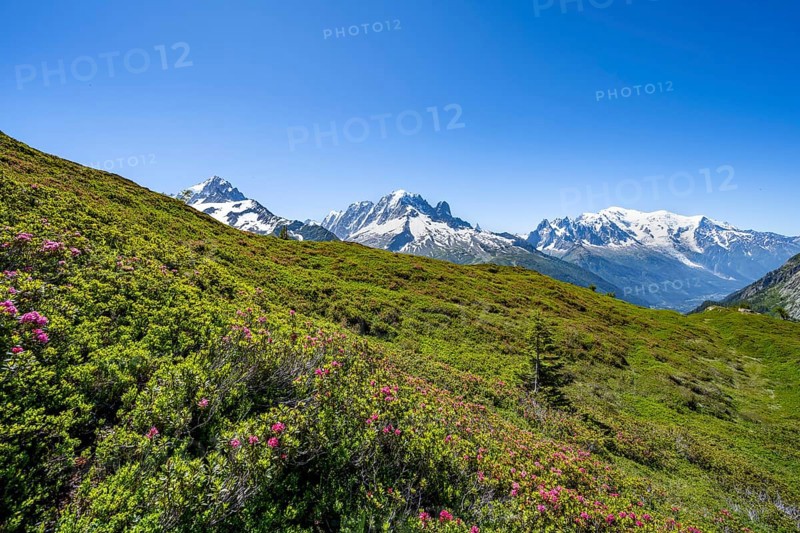 Mountain panorama with glaciated mountain peaks, Aiguille Verte with Aiguille du Midi and Mont Blanc, hike to Aiguillette des Posettes with blooming alpine roses, Chamonix, Haute-Savoie, France, Europe