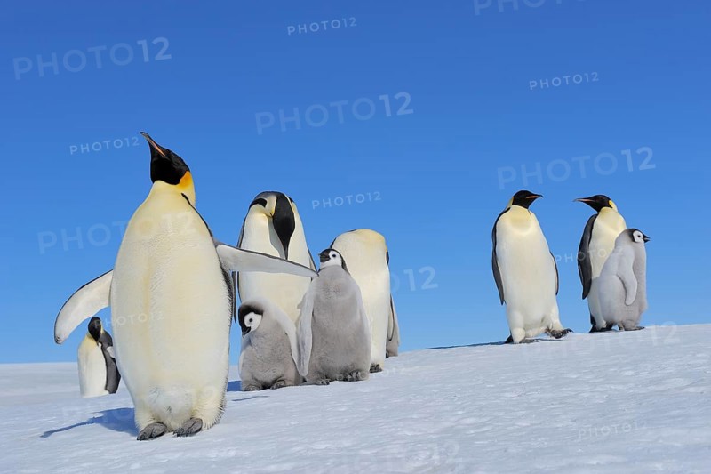 Emperor penguins, Aptenodytes forsteri, Adults and Chicks, Snow Hill Island, Antartic Peninsula, Antarctica
