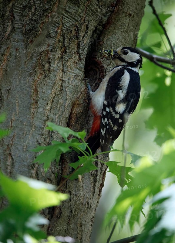 Great spotted woodpecker (Dendrocopos major) with food in its beak on a tree trunk in front of the nest entrance, GRunewald, Berlin, Germany, Europe