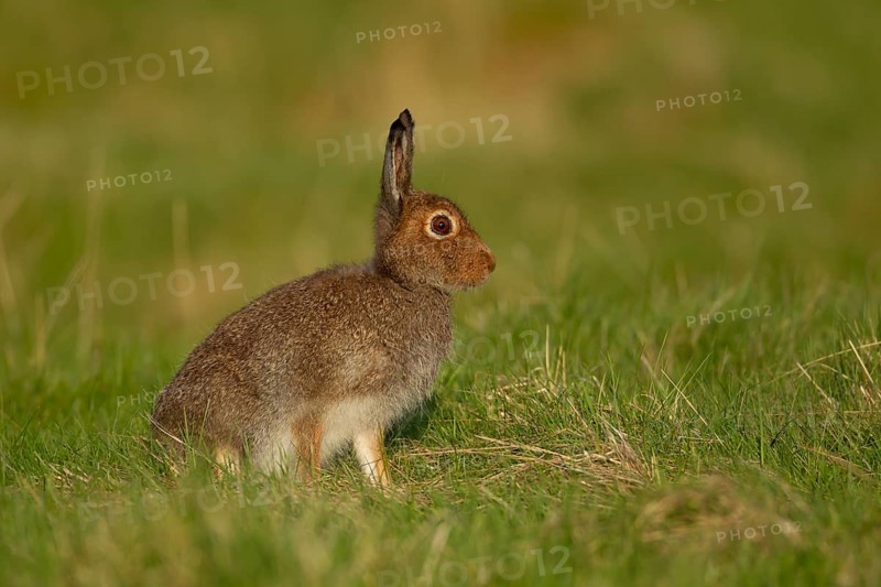 Mountain hare (Lepus timidus) adult animal standing on grassland, Scotland, United Kingdom, Europe