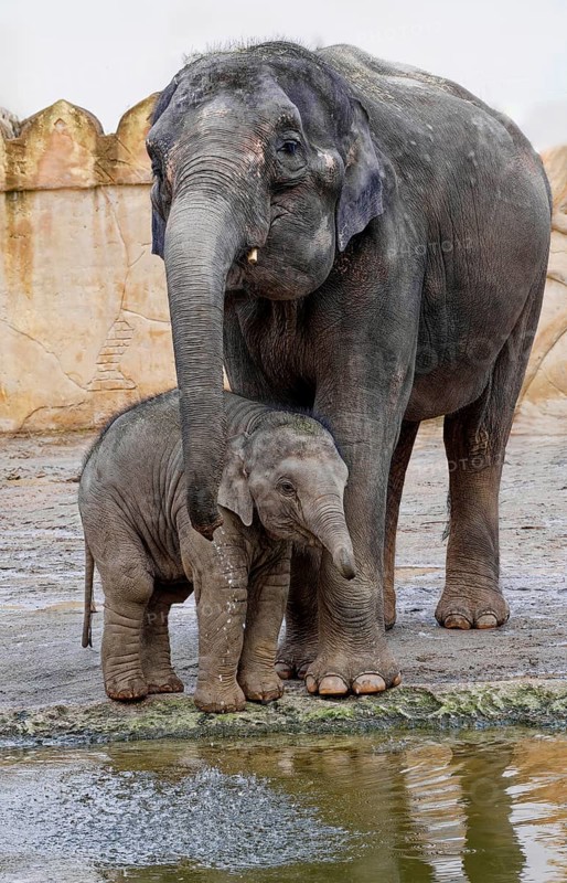 Asian elephant (Elephas maximus), juvenile and cow elephant, captive, distribution southern and south-eastern Asia