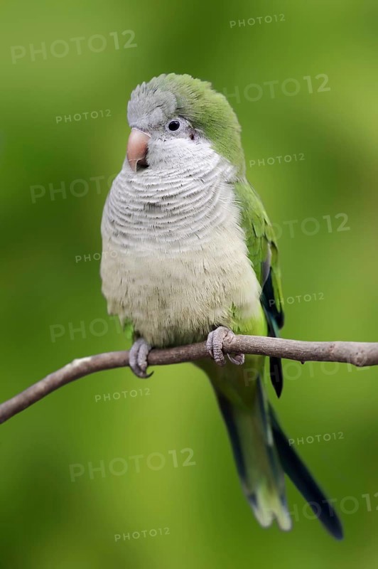 Monk parakeet (Myiopsitta monachus), captive, occurring in South America