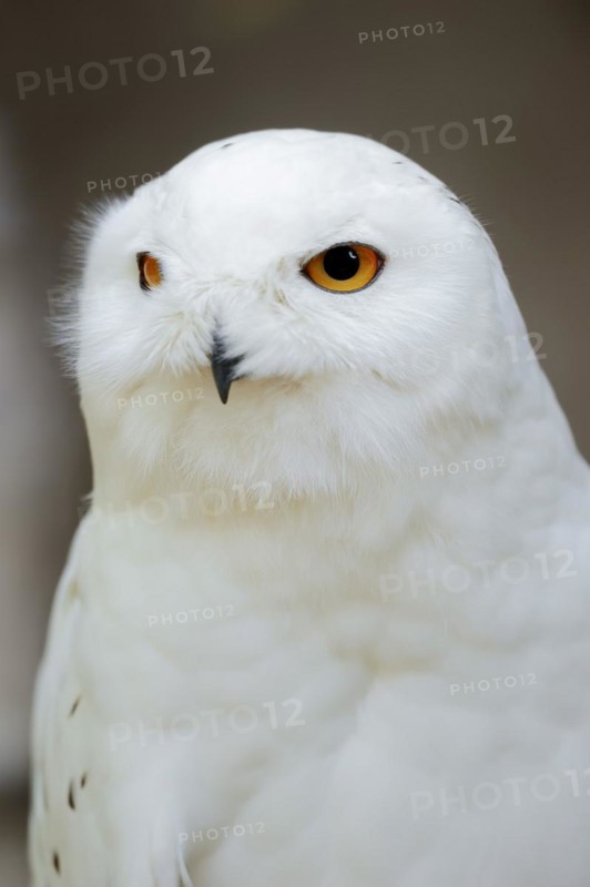Snowy owl (Bubo scandiacus, Nyctea scandiaca), male, portrait, captive, North Rhine-Westphalia, Germany, Europe