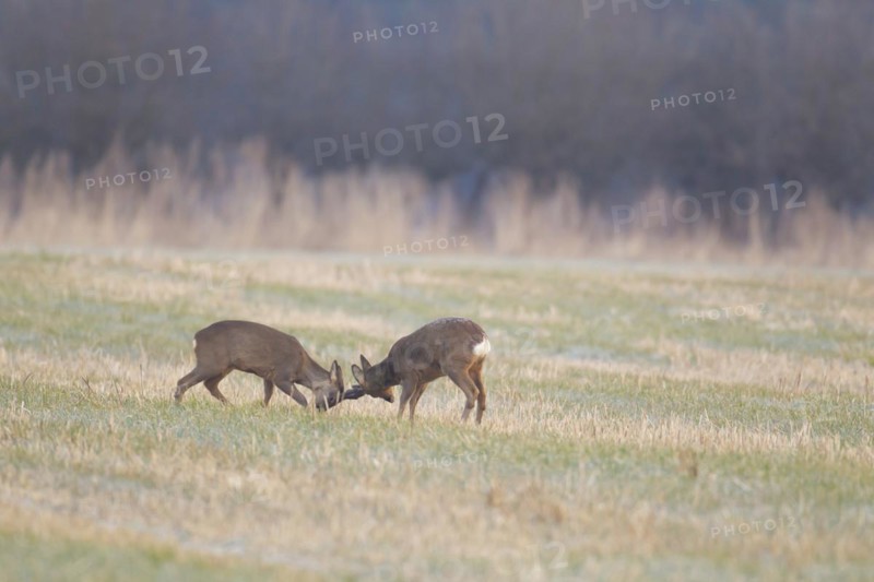 Roe deer (Capreolus capreolus) two adult male bucks rutting on grassland, Suffolk, England, United Kingdom, Europe
