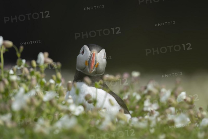 Atlantic puffin (Fratercula arctica) adult bird amongst Sea campion flowers, Skomer island, Wales, United Kingdom, Europe